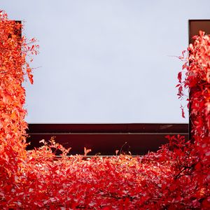 Preview wallpaper building, ivy, plant, red, autumn
