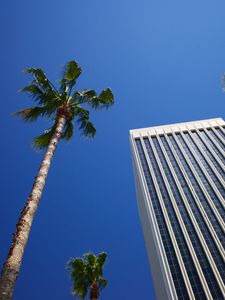 Preview wallpaper building, palm trees, architecture, sky, bottom view