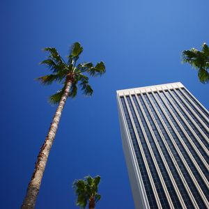 Preview wallpaper building, palm trees, architecture, sky, bottom view