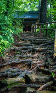 Preview wallpaper building, stairs, trees, roots