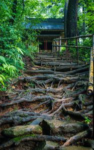 Preview wallpaper building, stairs, trees, roots