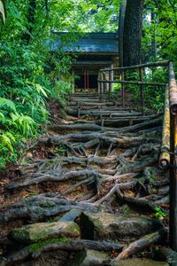 Preview wallpaper building, stairs, trees, roots