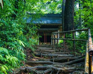 Preview wallpaper building, stairs, trees, roots