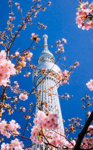 Preview wallpaper building, tower, sakura, bloom, tokyo