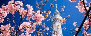 Preview wallpaper building, tower, sakura, bloom, tokyo