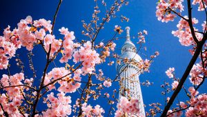 Preview wallpaper building, tower, sakura, bloom, tokyo