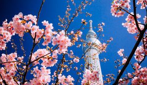 Preview wallpaper building, tower, sakura, bloom, tokyo