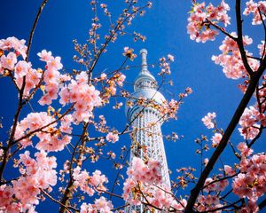 Preview wallpaper building, tower, sakura, bloom, tokyo