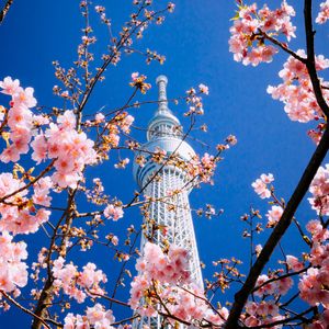 Preview wallpaper building, tower, sakura, bloom, tokyo