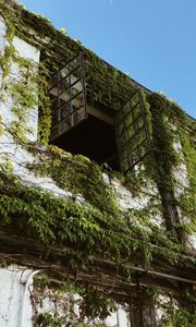 Preview wallpaper building, window, ivy, leaves, green