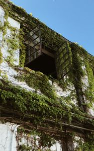 Preview wallpaper building, window, ivy, leaves, green