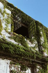 Preview wallpaper building, window, ivy, leaves, green