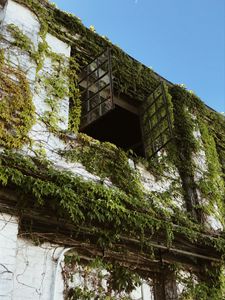 Preview wallpaper building, window, ivy, leaves, green