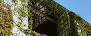 Preview wallpaper building, window, ivy, leaves, green