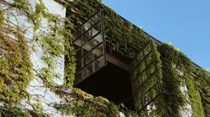 Preview wallpaper building, window, ivy, leaves, green