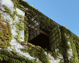 Preview wallpaper building, window, ivy, leaves, green