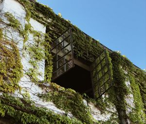 Preview wallpaper building, window, ivy, leaves, green