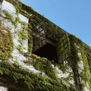 Preview wallpaper building, window, ivy, leaves, green