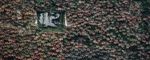 Preview wallpaper building, window, plant, leaves, ivy