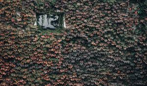 Preview wallpaper building, window, plant, leaves, ivy