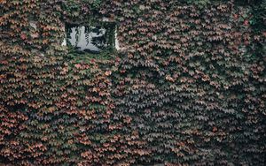 Preview wallpaper building, window, plant, leaves, ivy