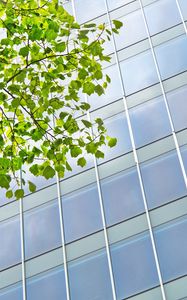 Preview wallpaper building, windows, facade, branch, leaves