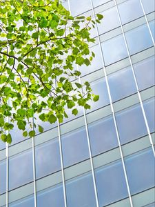 Preview wallpaper building, windows, facade, branch, leaves