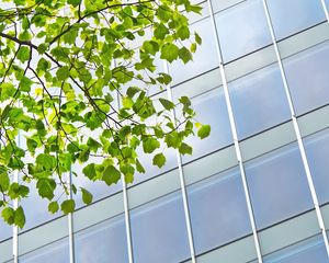 Preview wallpaper building, windows, facade, branch, leaves