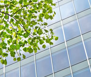 Preview wallpaper building, windows, facade, branch, leaves