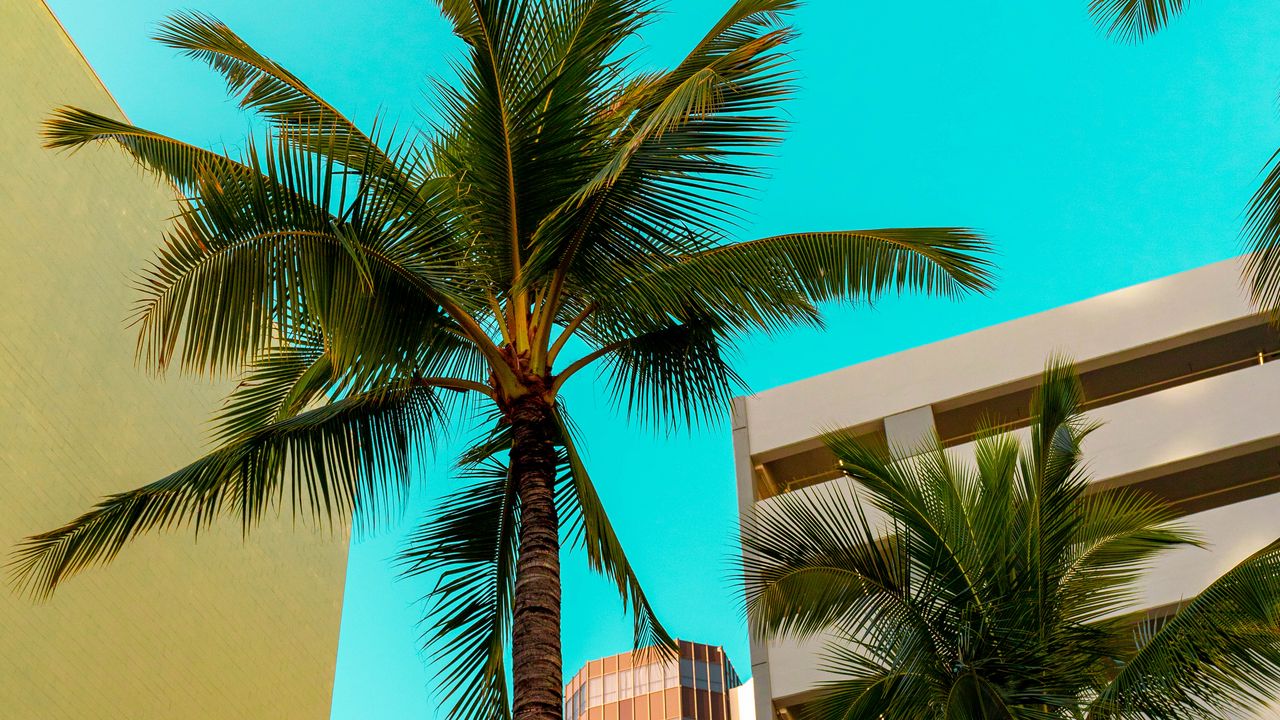 Wallpaper buildings, architecture, palm trees, tropics