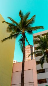 Preview wallpaper buildings, architecture, palm trees, tropics