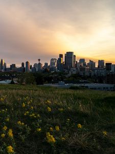 Preview wallpaper buildings, flowers, field, city, dark