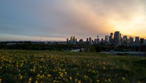 Preview wallpaper buildings, flowers, field, city, dark