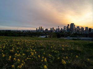 Preview wallpaper buildings, flowers, field, city, dark