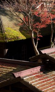 Preview wallpaper buildings, roofs, trees, leaves