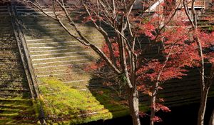 Preview wallpaper buildings, roofs, trees, leaves