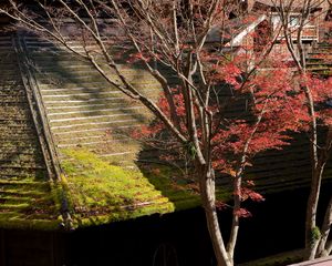 Preview wallpaper buildings, roofs, trees, leaves