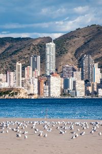 Preview wallpaper buildings, sea, coast, seagulls, mountains, city