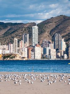 Preview wallpaper buildings, sea, coast, seagulls, mountains, city