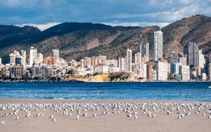 Preview wallpaper buildings, sea, coast, seagulls, mountains, city