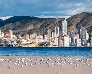 Preview wallpaper buildings, sea, coast, seagulls, mountains, city