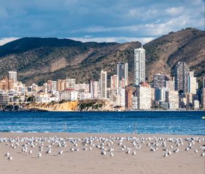 Preview wallpaper buildings, sea, coast, seagulls, mountains, city