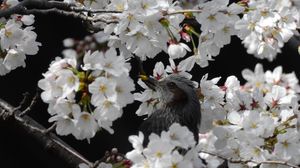 Preview wallpaper bulbul, bird, flowers, branches
