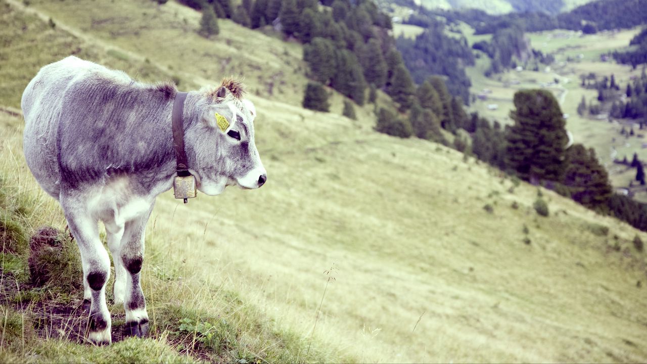 Wallpaper bull, cow, grass, valley