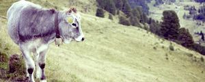Preview wallpaper bull, cow, grass, valley