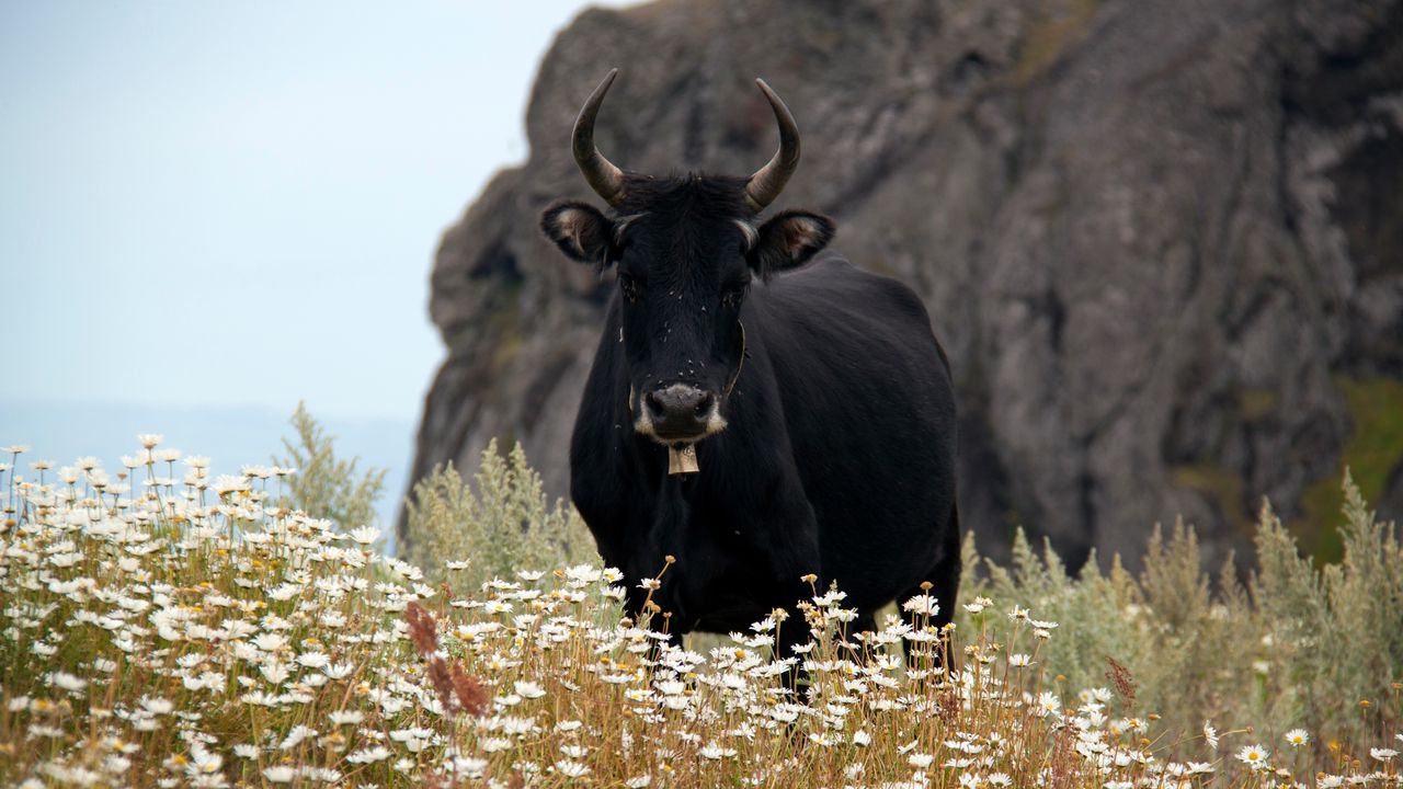 Wallpaper bull, cow, horns, daisies, field