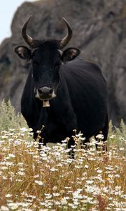 Preview wallpaper bull, cow, horns, daisies, field
