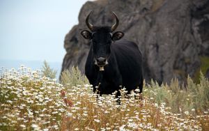 Preview wallpaper bull, cow, horns, daisies, field