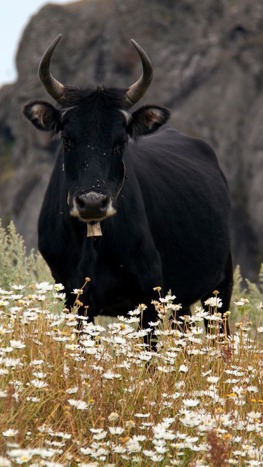 540x960 Wallpaper bull, cow, horns, daisies, field