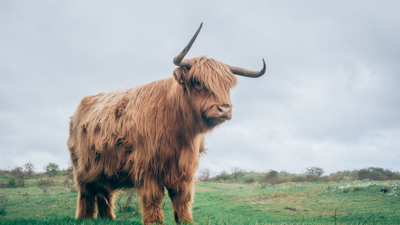 Wallpaper bull, horns, fur, grass